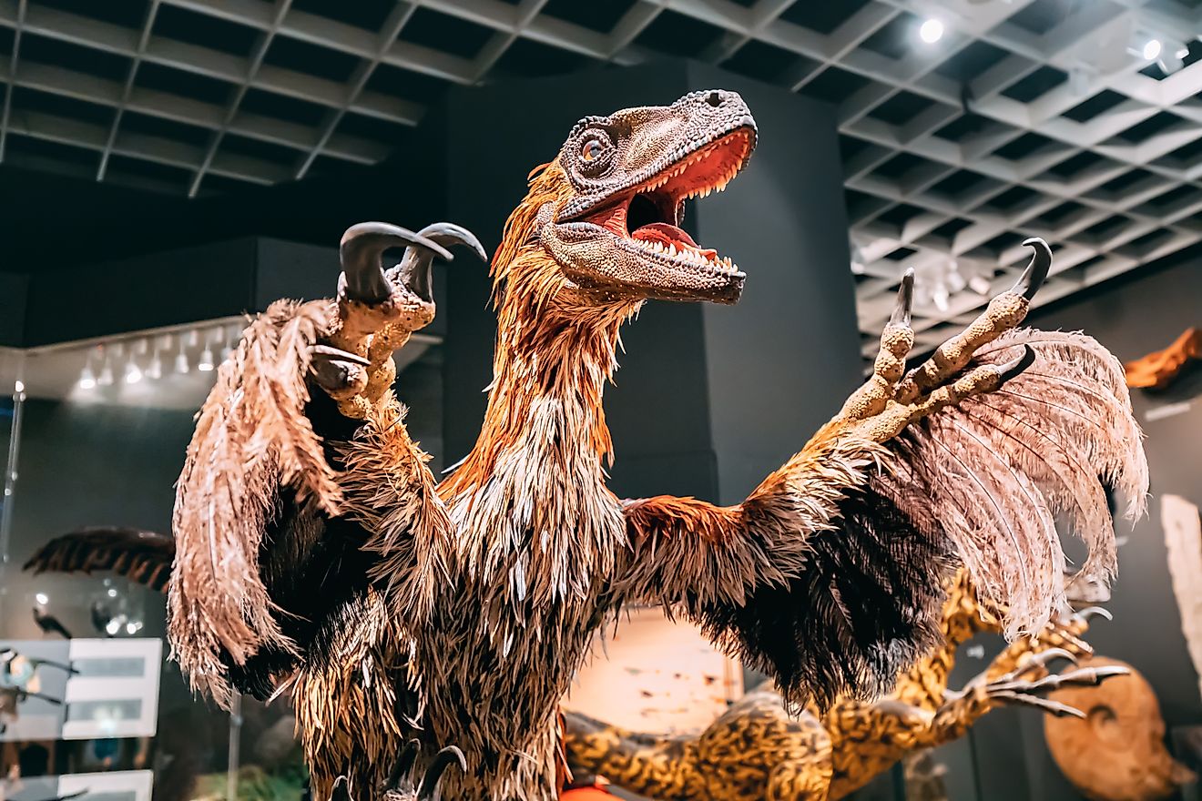 Feathered dinosaur model, likely a velociraptor or deinonychus, on display at the Munster Natural History Museum in Germany. Image Credit: frantic00 / Shutterstock
