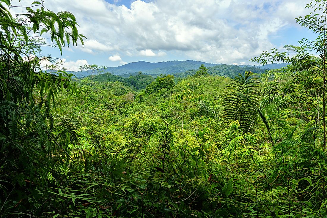 The Borneo Rainforest in Malaysia. 