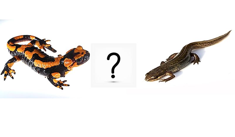 What are the differences between a newt and a salamander? 