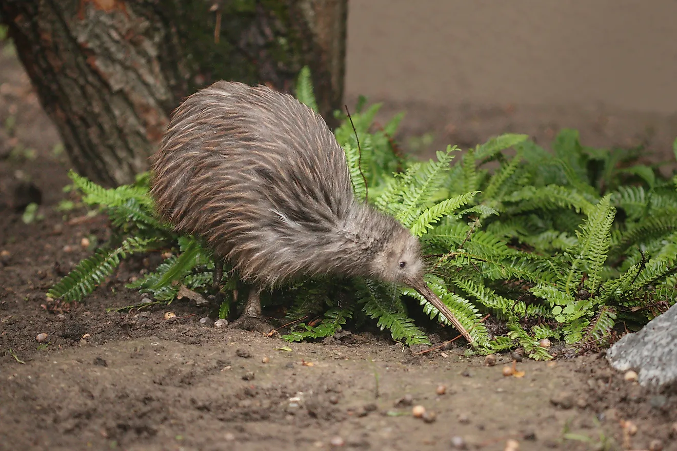 A North Island brown kiwi. Image credit: Jiri Prochazka/Shutterstock.com