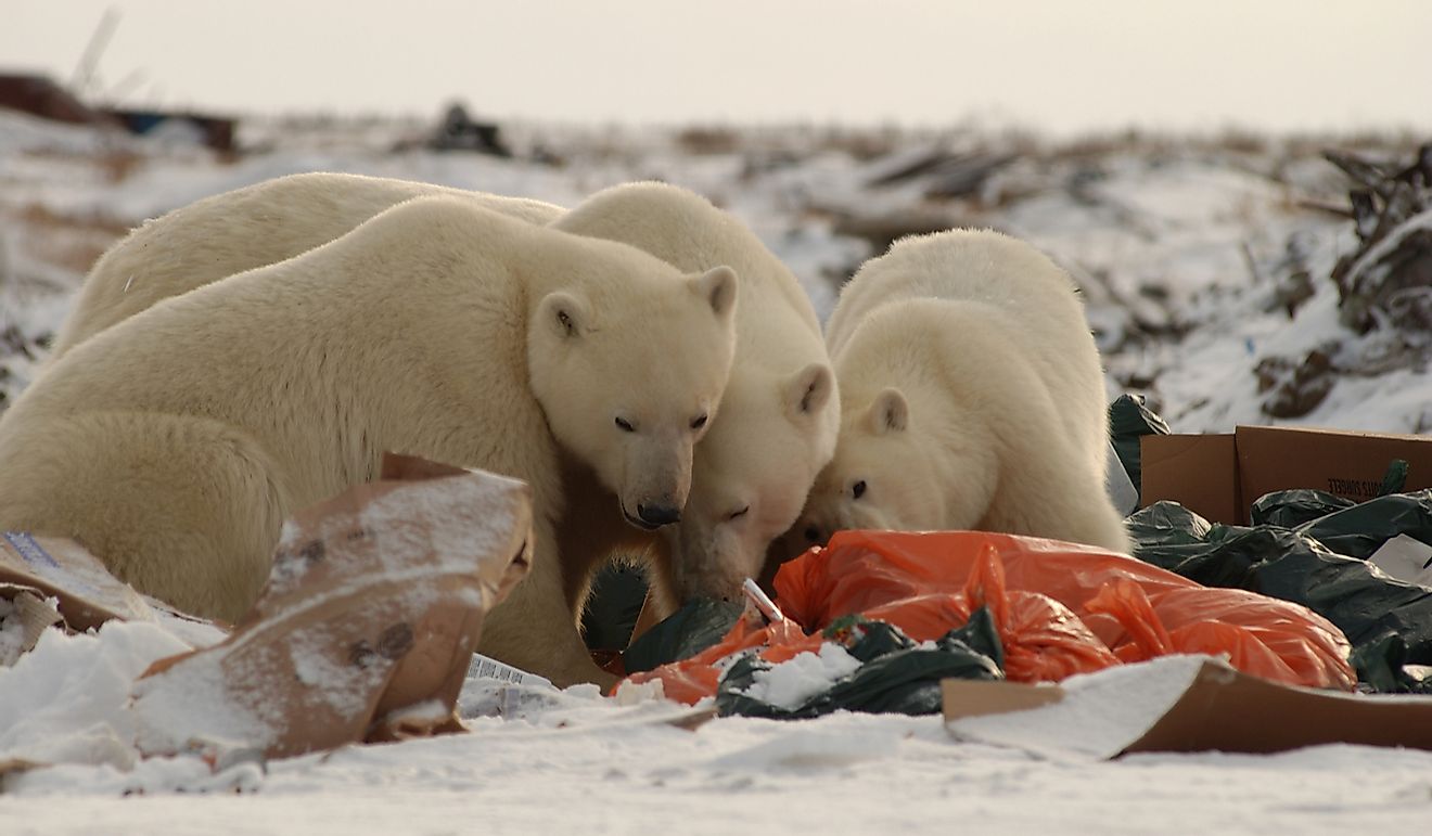 Polar bears feeding on garbage.