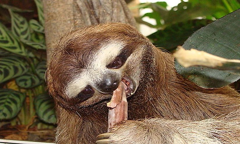 Three-toed Tree Sloth enjoying a snack.