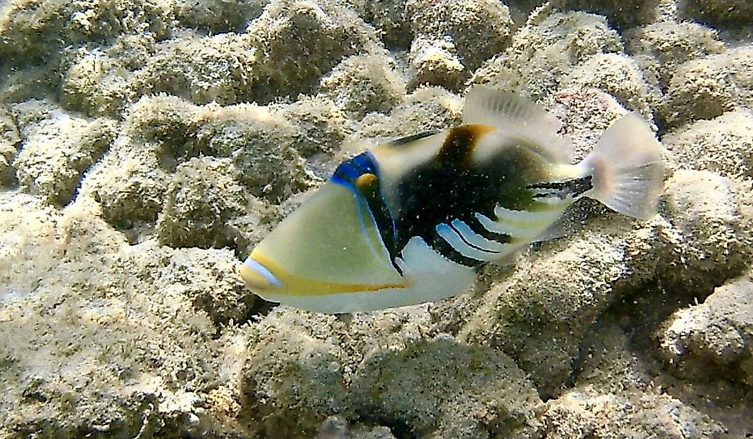 The Hawaii state fish was officially designated in 2006.