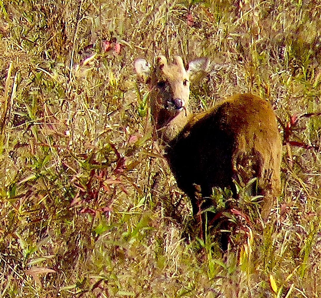 The sangai is a rare type of deer that only lives in the Indian state of Manipur.