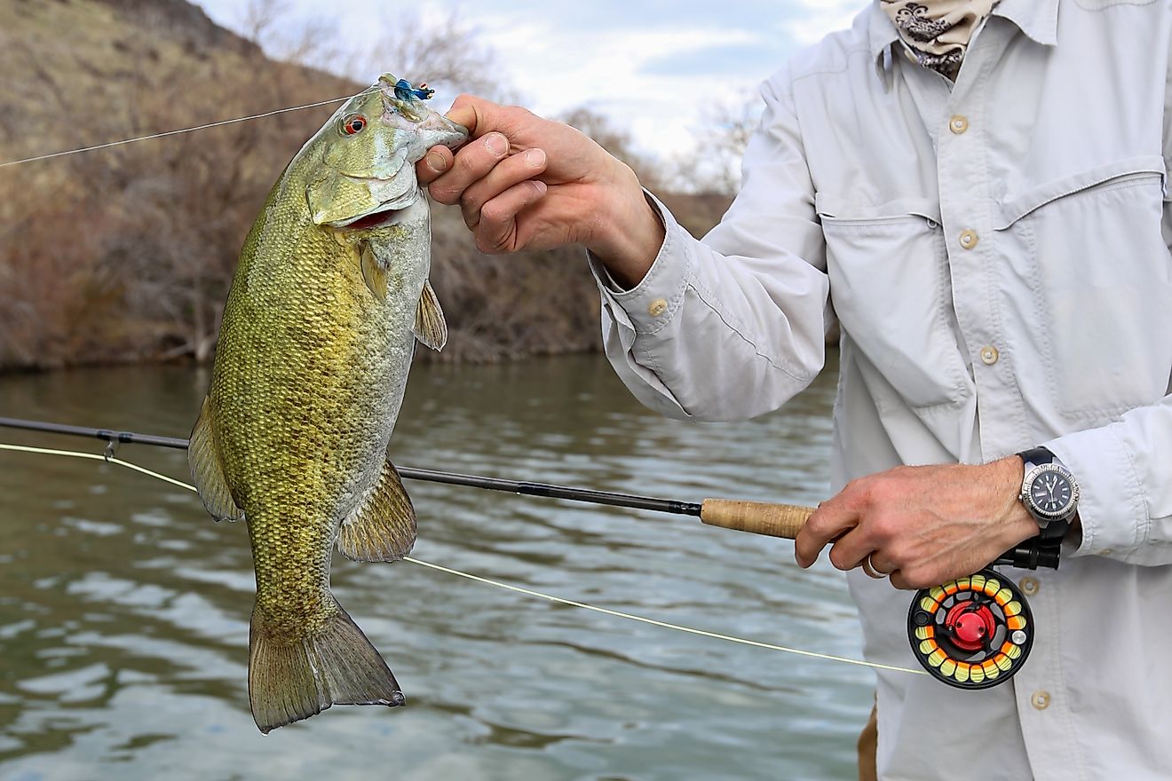 Fly fishing for small mouth bass