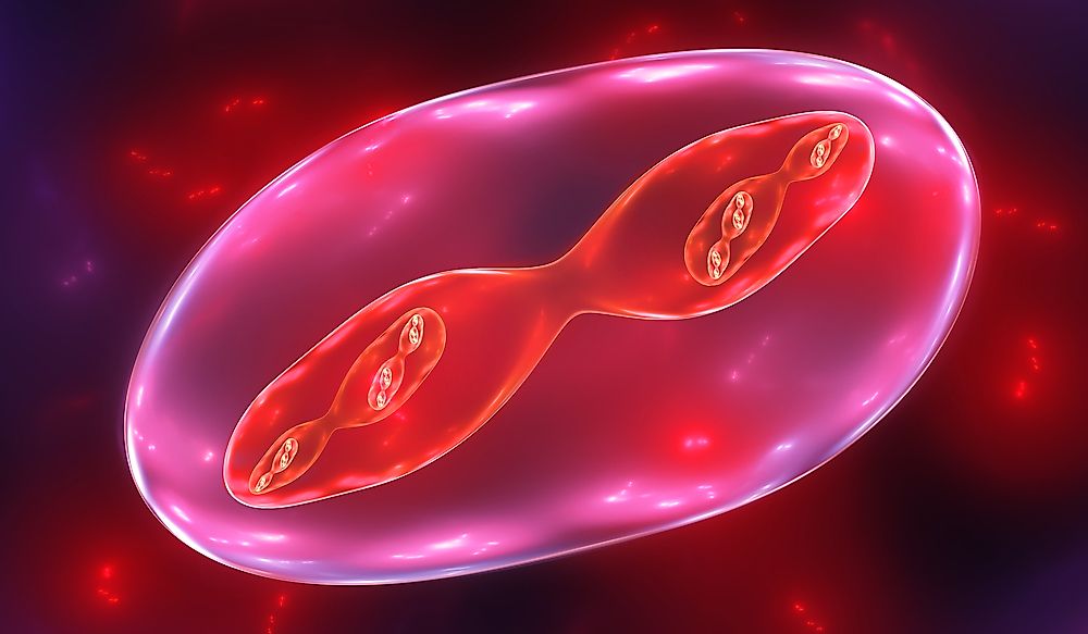 Mitosis and meiosis both forms of division of a single cell. 