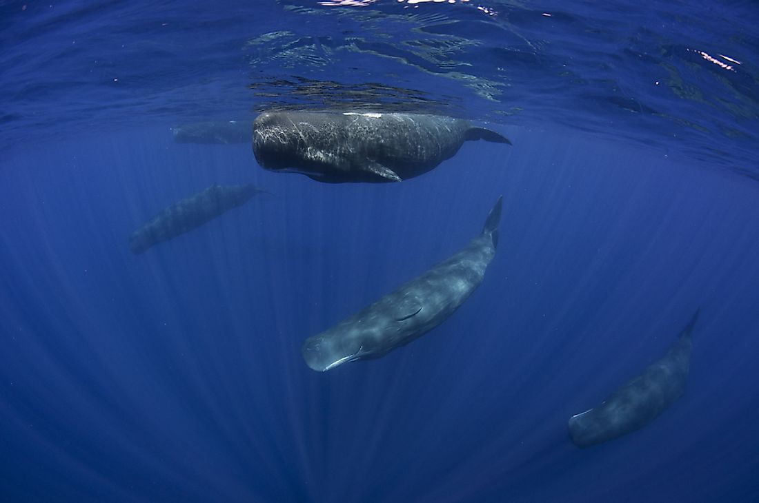 Pod of sperm whales. 