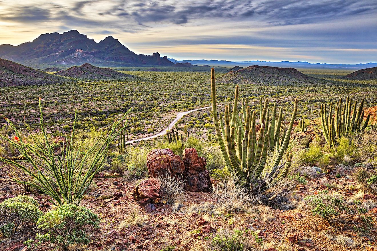 Organ Pipe Cactus National Monument at sunrise. Image credit: Anton Foltin/Shutterstock.com