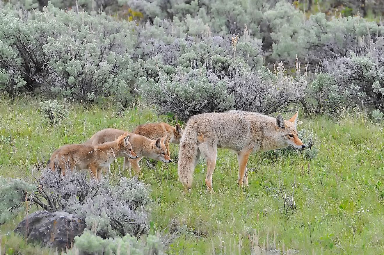 Coyote Facts Worldatlas