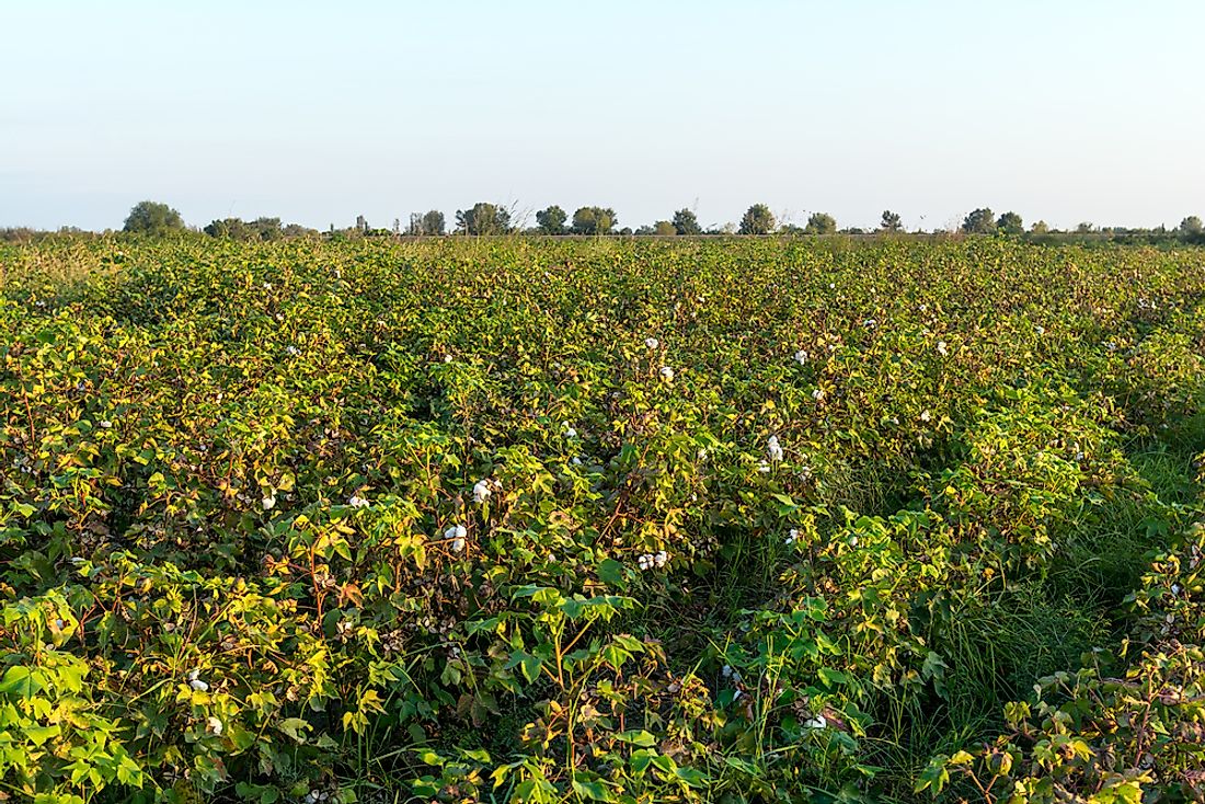 A cotton plantation in Azerbaijan.