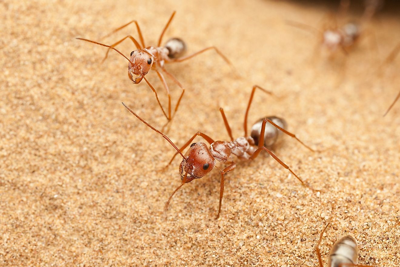 Sacharos sidabrinės skruzdėlės Sacharos dykumoje.  Vaizdo kreditas: Pavelas Krasensky / Shutterstock.com