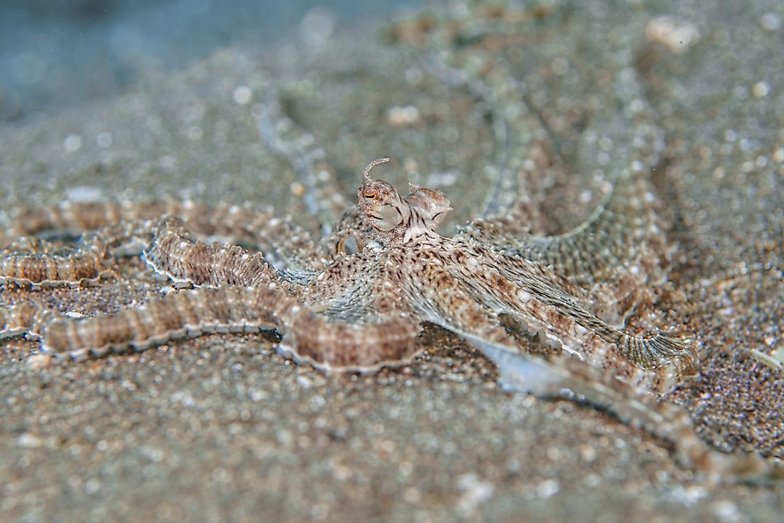 The mimic octopus changes their skin tone and body shape to copy other sea creatures. 