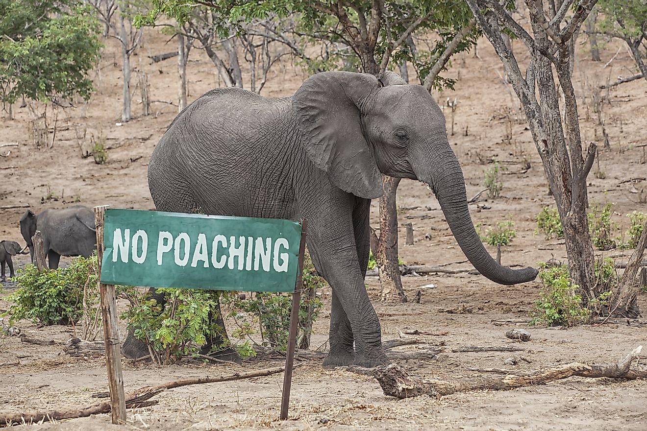 Countries Where Illegal Wildlife Trade Is A Major Threat To Wildlife -  WorldAtlas