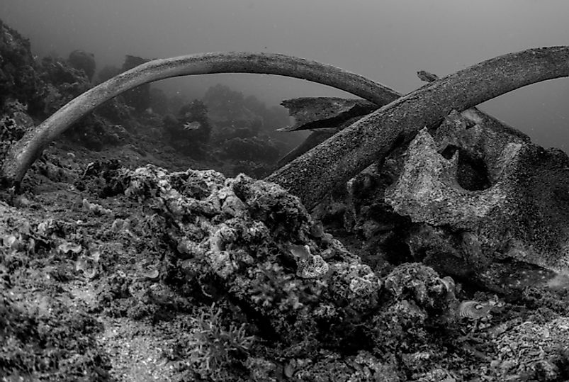 Whale falls sustain complex ecosystems in deep waters.