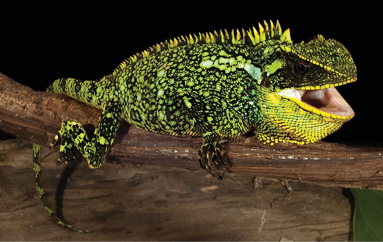 Enyalioides altotambo, a new species of wood lizard that was discovered in northwestern South America.