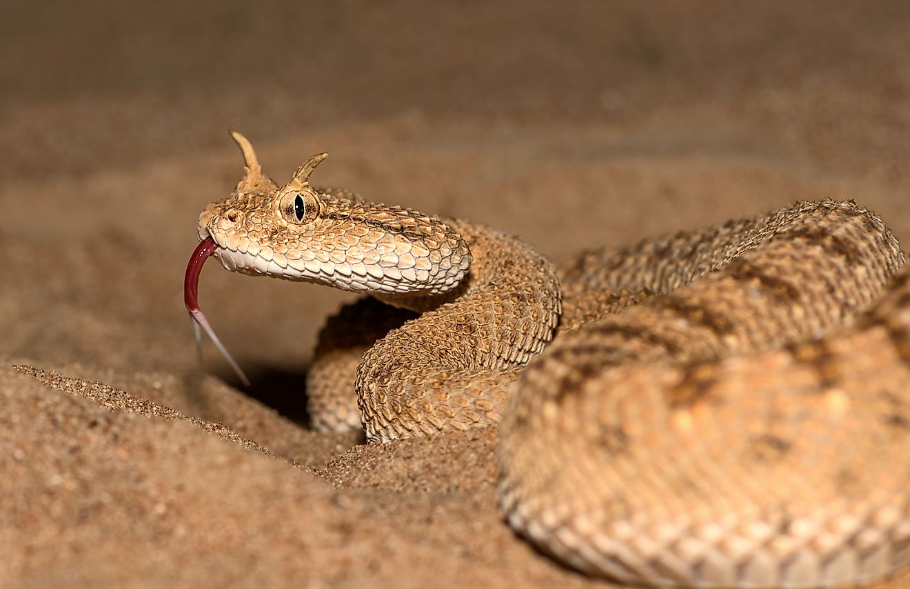 Arabian Horned Viper. Image credit: NVVisuals/Shutterstock.com