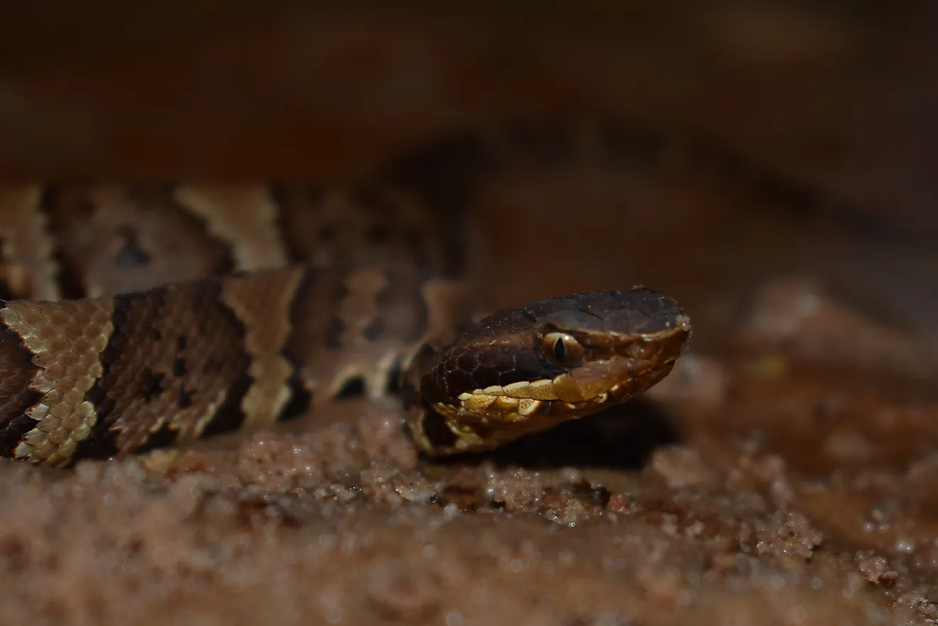 Juvenile Northern Cottonmouth (Agkistrodon piscivorus) herpetofauna
