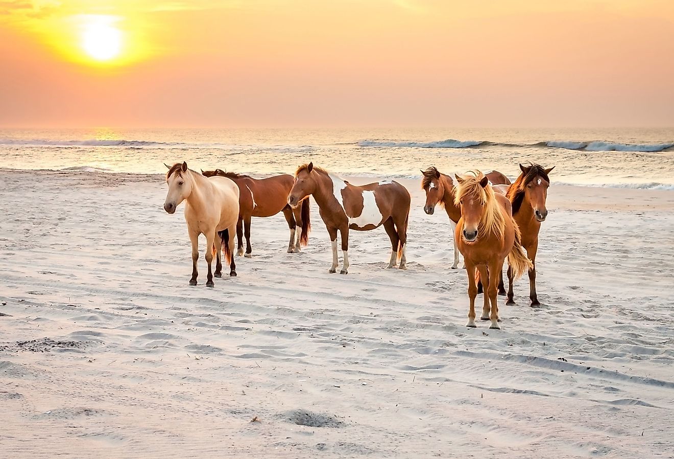 Wild ponies (Equus caballus) on the beach at sunrise at Assateague Island National Park, Maryland