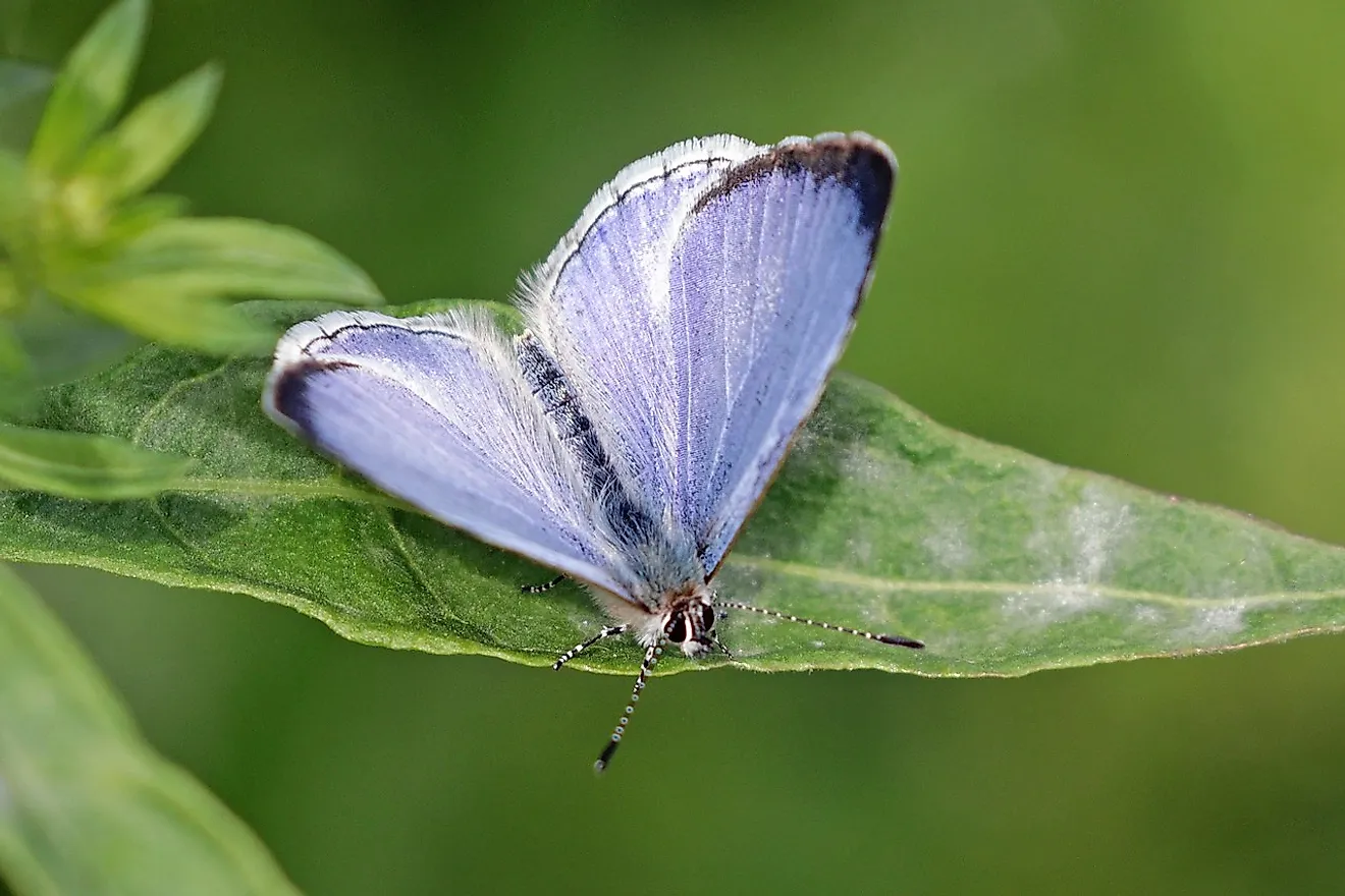 Spring azure (Celastrina ladon) female. Image credit: Charles J Sharp/Wikimedia.org