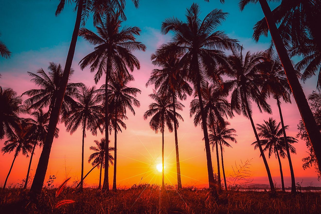 Palm trees come in various shapes and forms and can be found all around the globe.