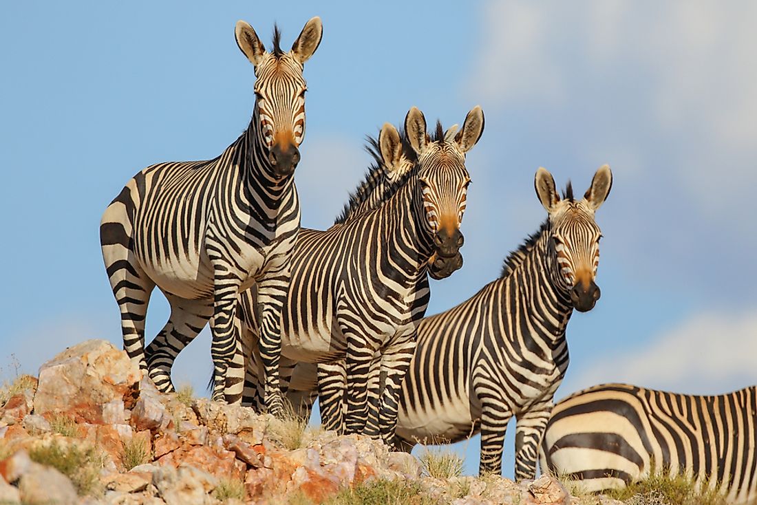 Mountain zebras standing on rocky terrain. 