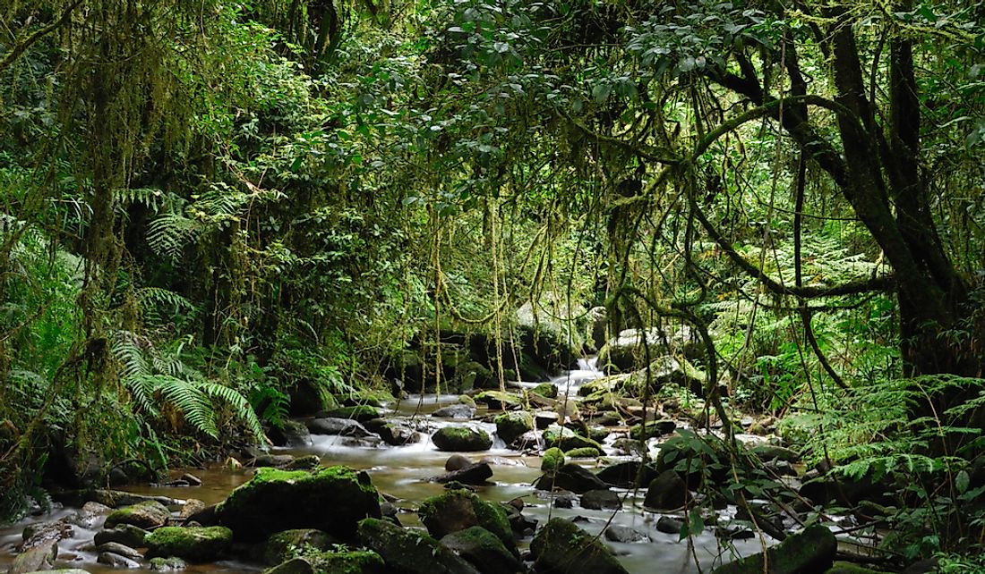 Rainforest in eastern Madagascar.