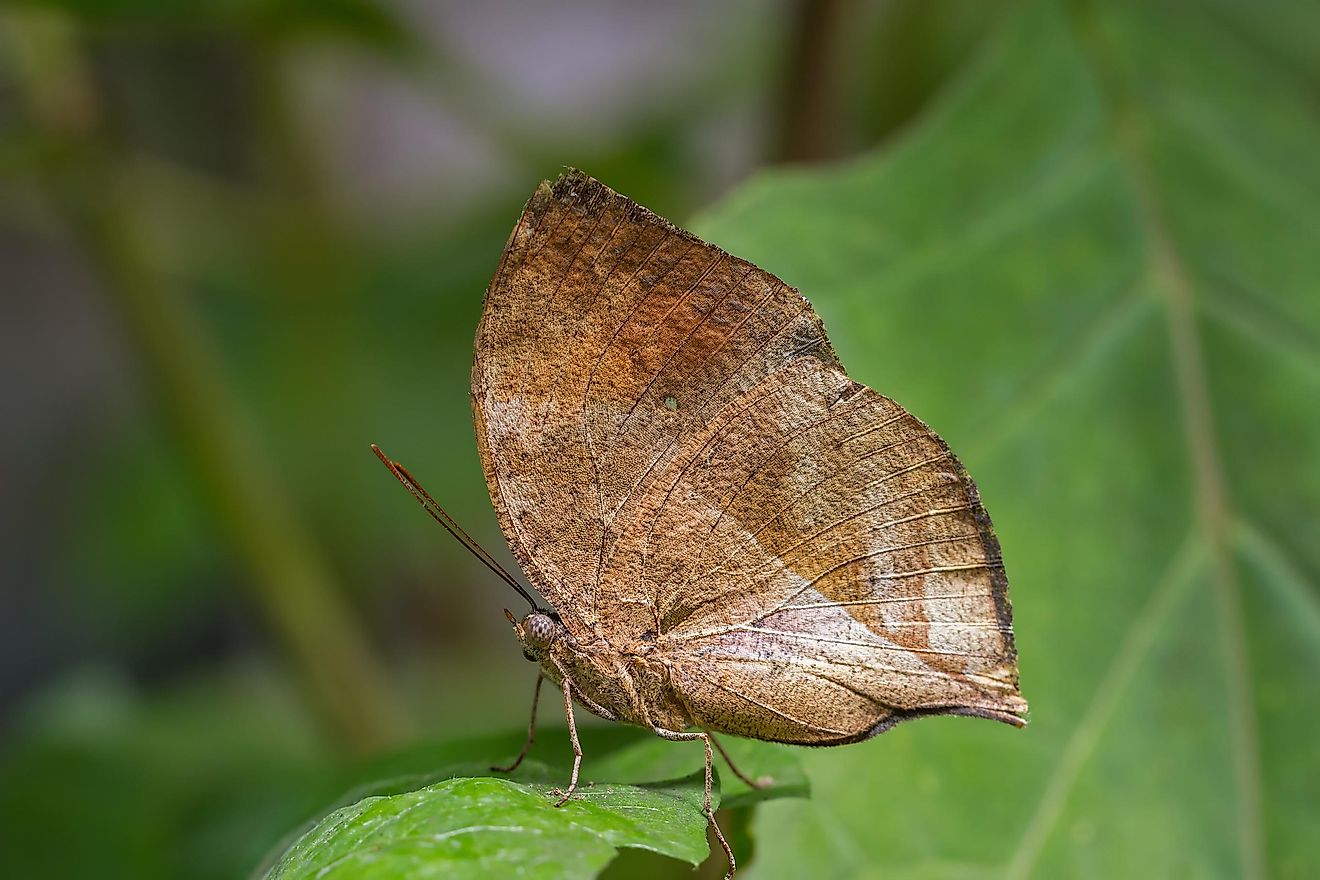 It is hard to tell apart a real leaf from this butterfly species.