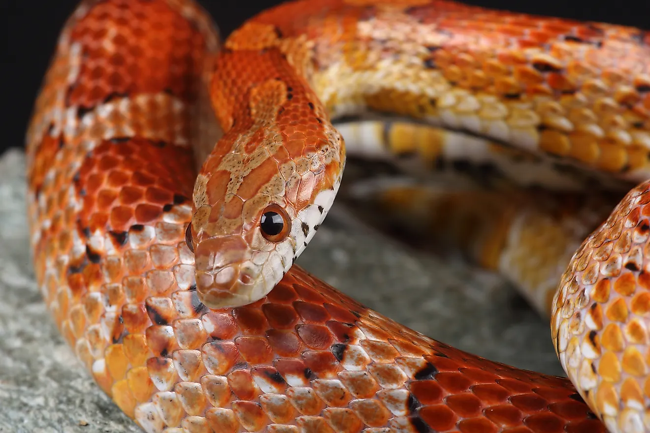 Portrait of a Corn Snake on a rock. 