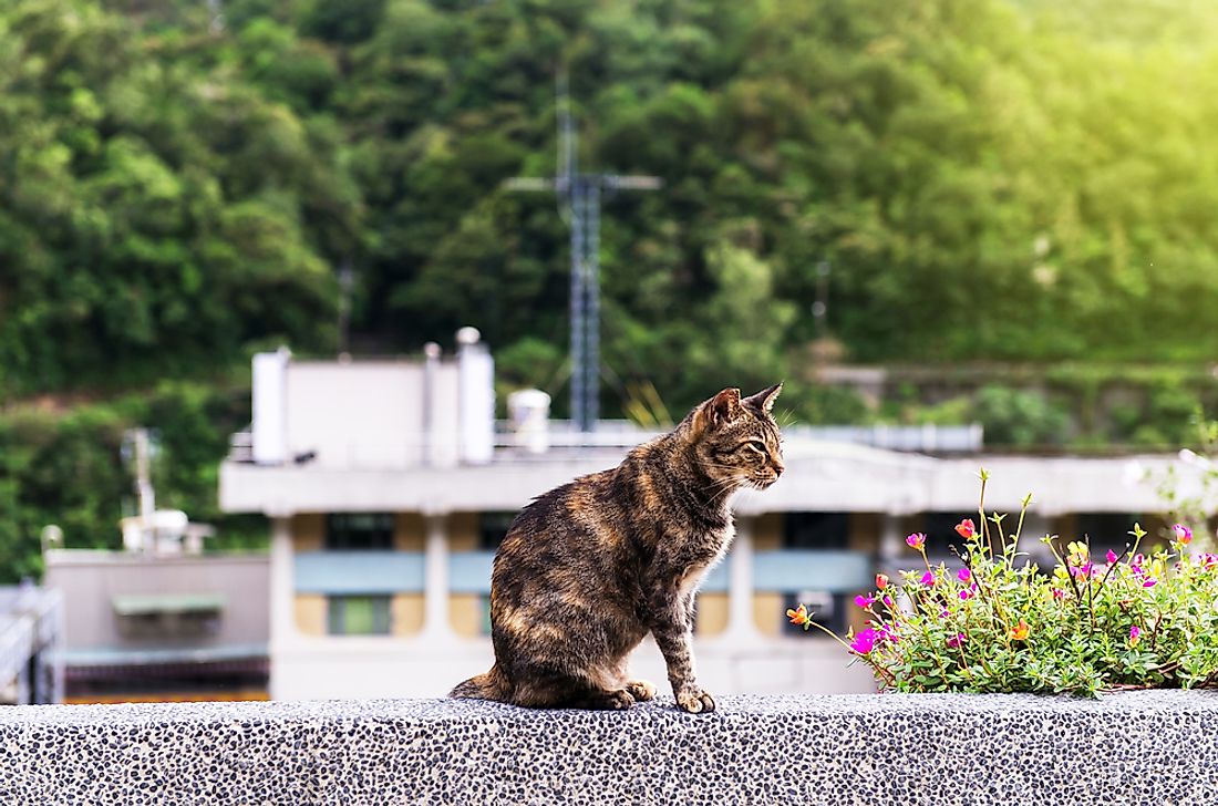 A cat relaxing in the sun in Houtong Cat Village. 