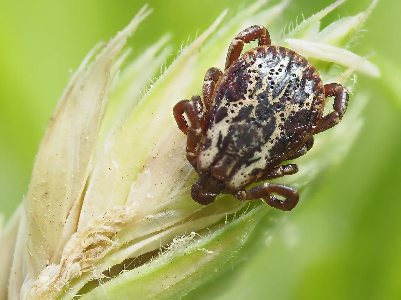 Dog tick. 