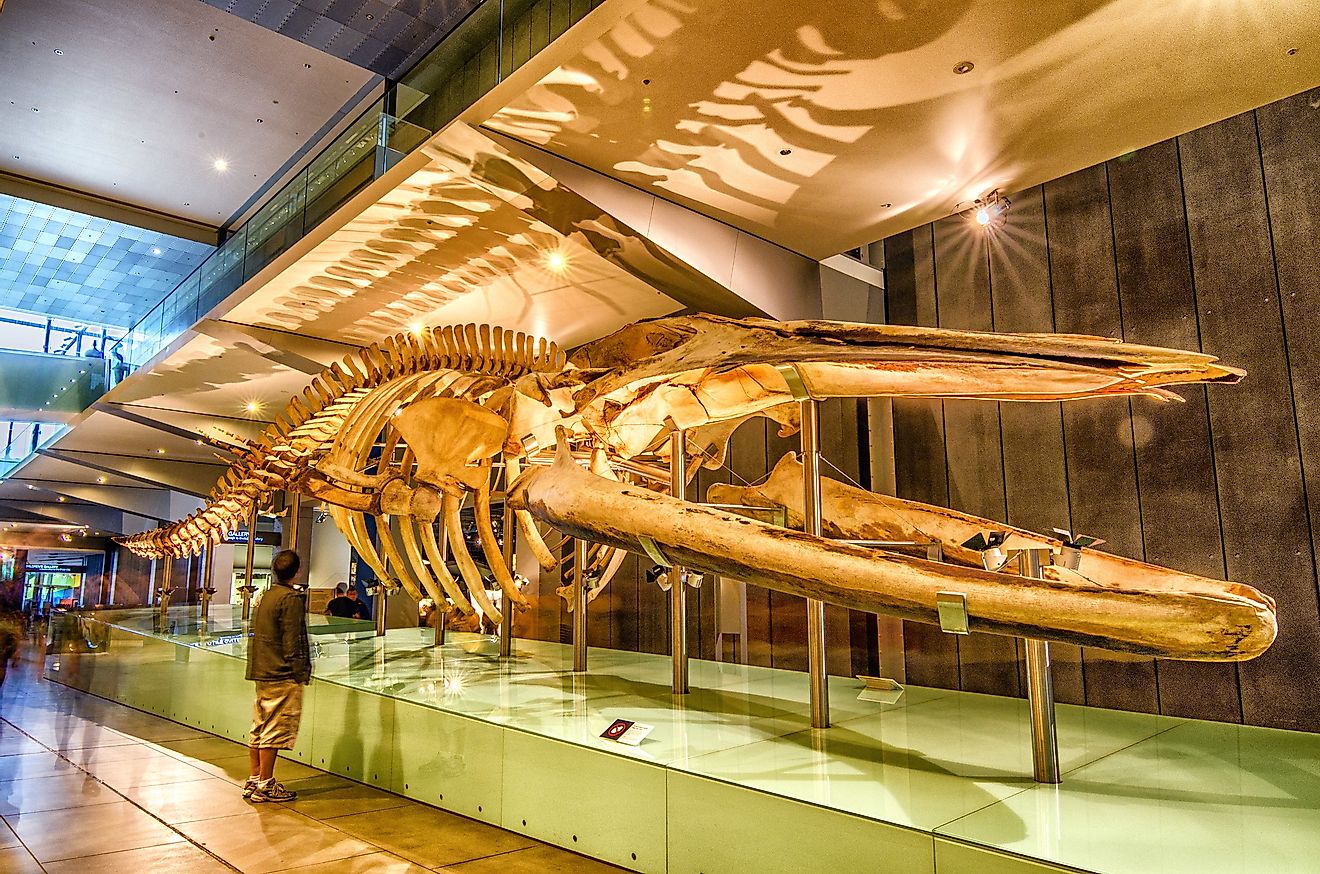 Blue whale skeleton at Melbourne Museum. Image credit: Binayak Dasgupta/Flickr.com