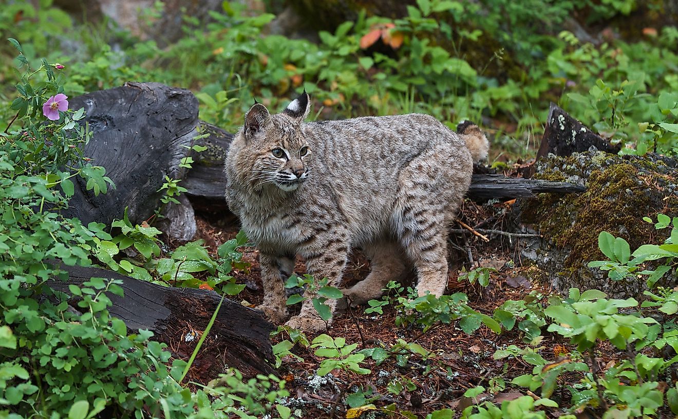 A Young Bobcat in Montana. Image credit: Dee Carpenter Originals/Shutterstock.com