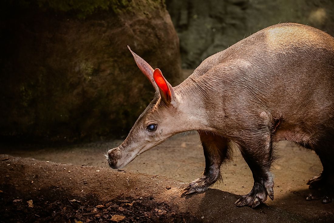 An aardvark is an example of a living fossil. 