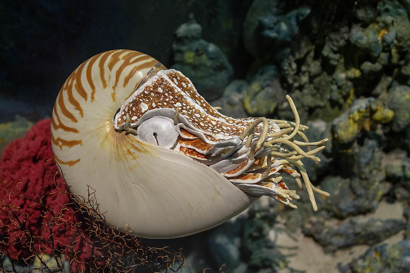 According to fossil records, this creature, known to inhabit coral reefs around the Indian Ocean, has been living on Earth for about 500 million years.