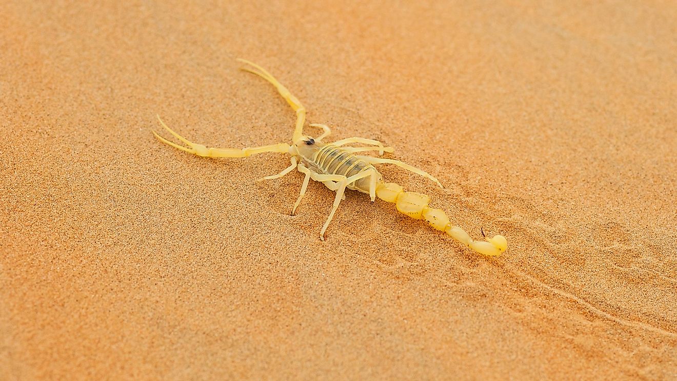 A highly venomous Arabian scorpion, Apistobuthus pterygocerus, leaving its tracks on a sand dune in the Empty Quarter Desert.