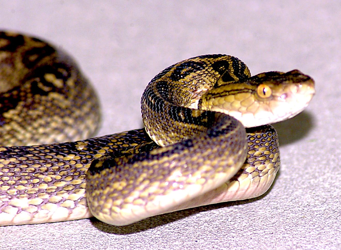 A Habu, a pit viper found in the Ryukyu Islands