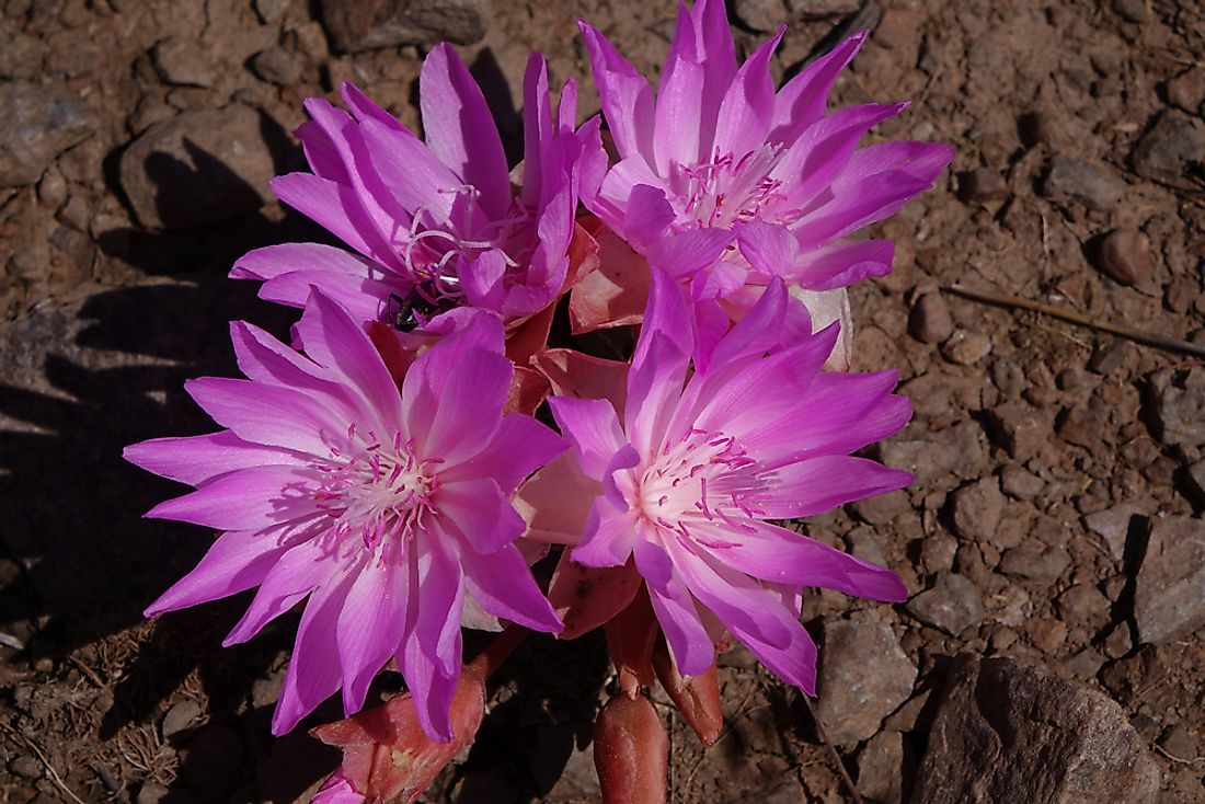 The bitterroot flower. 