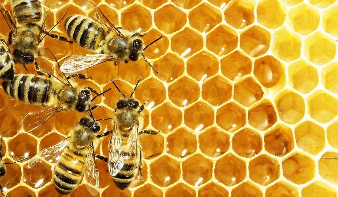 Worker bees are the primary laborers of the colony responsible for day-to-day operations.