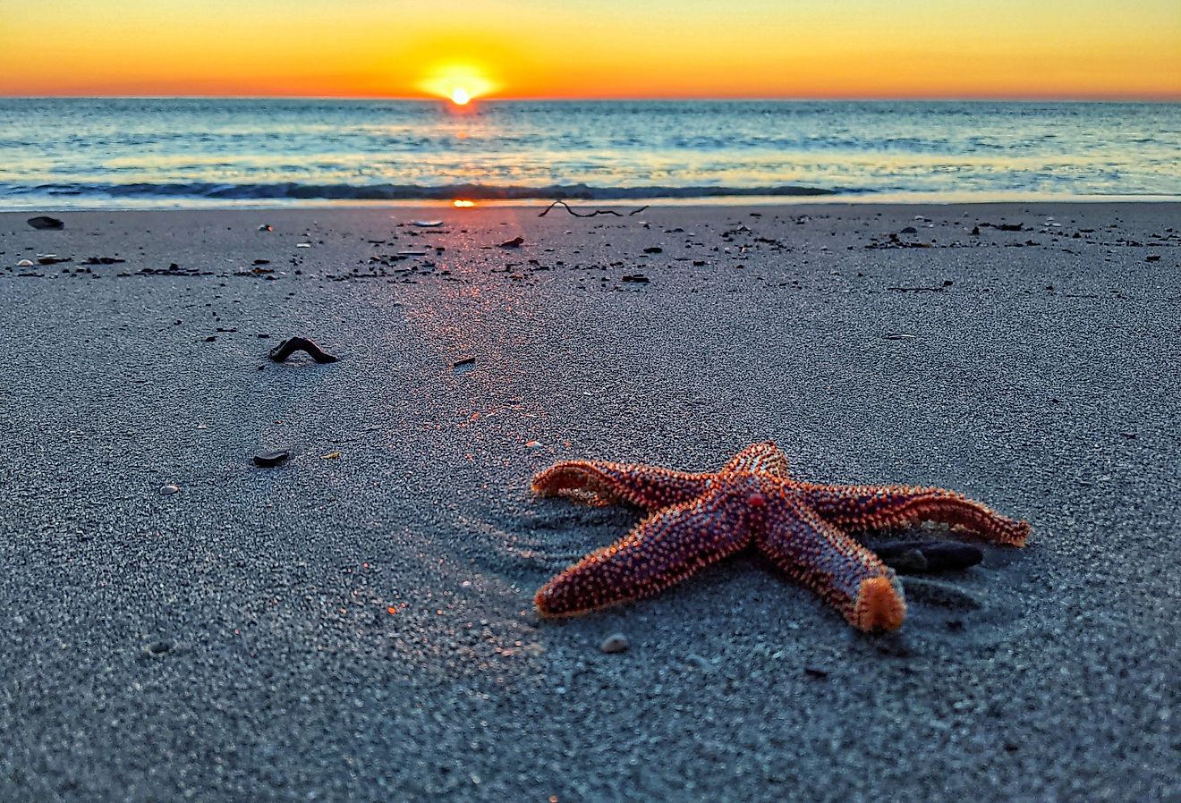 A closeup shot of a start fish on the shore of Pawleys Island, South Carolina.