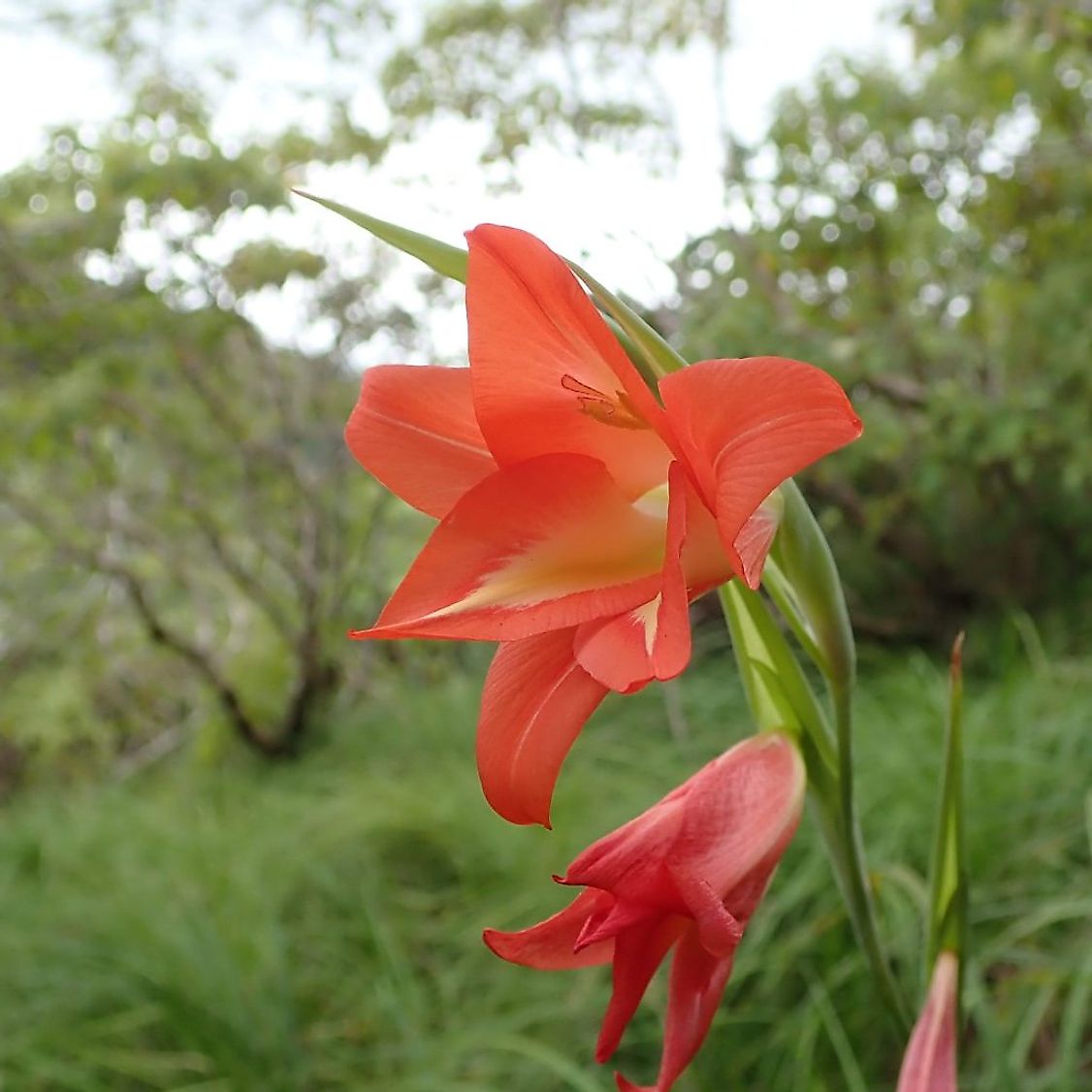 Gladiolus Mariae. Credit: Xander van der Burgt