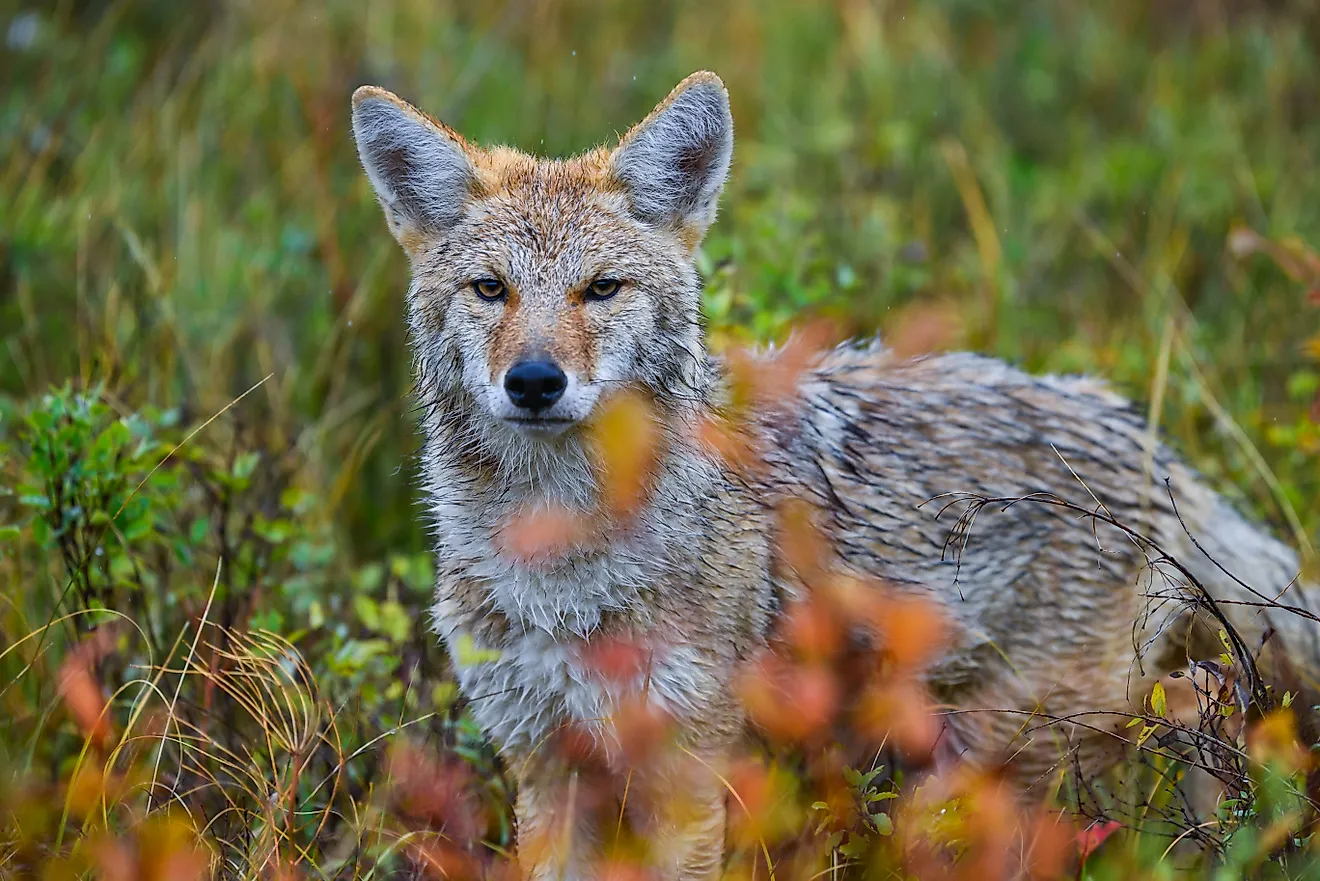 An American coyote in the wild. 