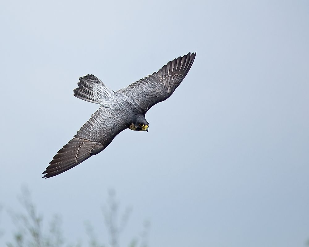 The Peregrine falcon is the fastest member of the animal kingdom and the fastest aerial animal.