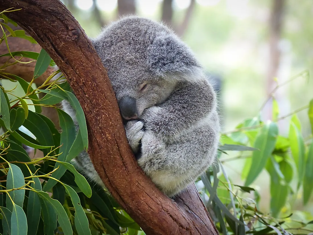 visit koalas in australia