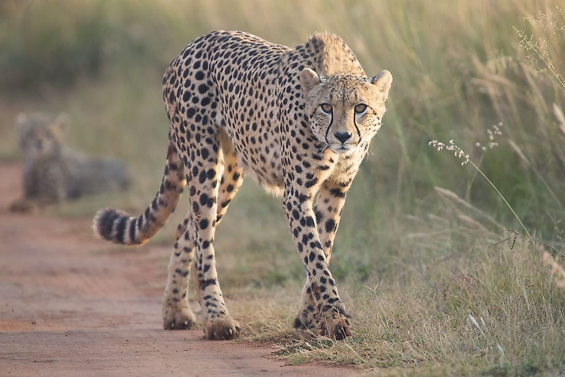Cheetahs prefer open bushy areas which provide cover to stalk their prey.