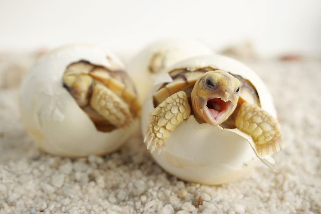 Most reptiles, such as turtles, hatch from eggs. Turtles also have scutes instead of scales.