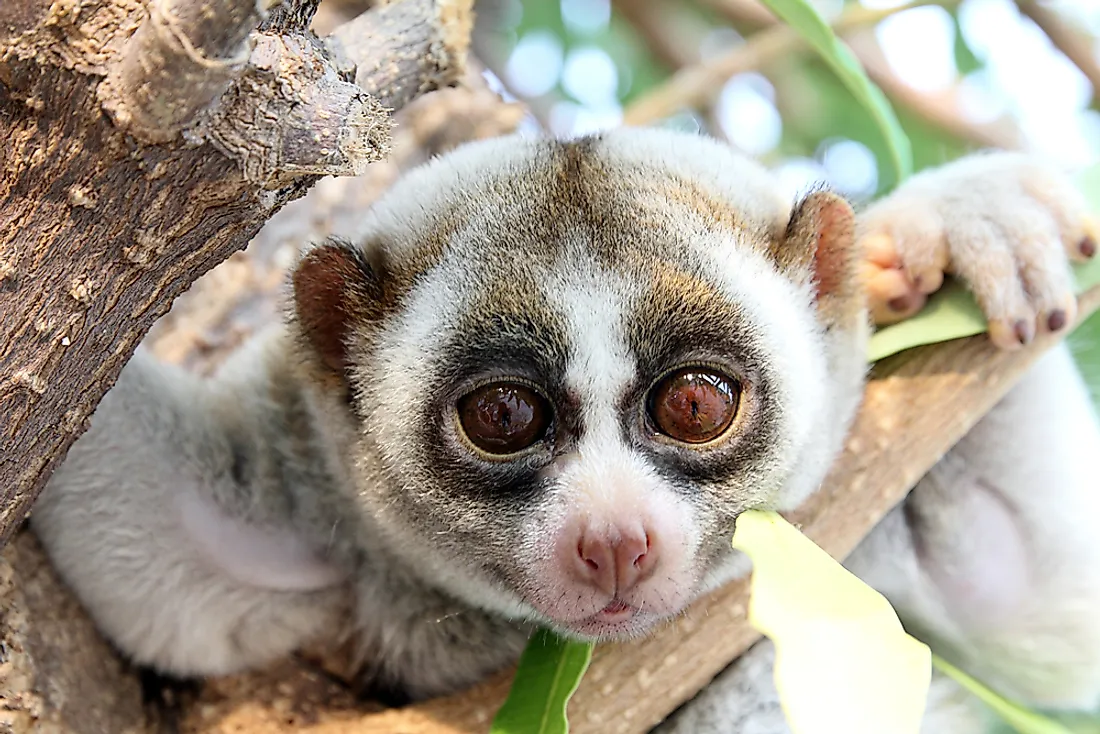 Slow Loris Facts - Animals of the World - WorldAtlas