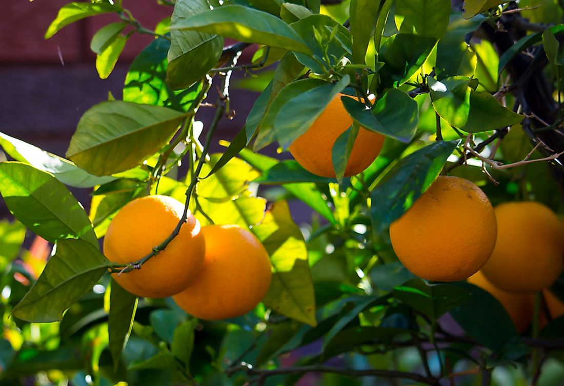 Citrus fruit salad trees can grow lemons, grapefruit, oranges, tangelos, pomelos, mandarins, and limes.