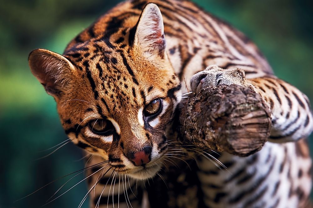 An ocelot in Brazil. 