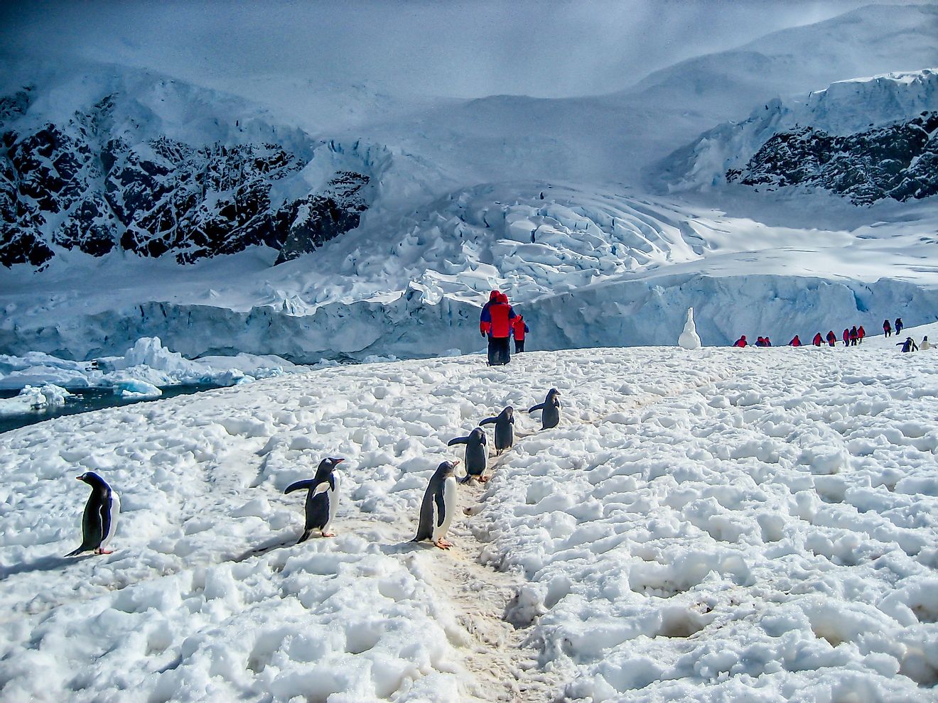 Tourists walking with penguins in Antarctica.
