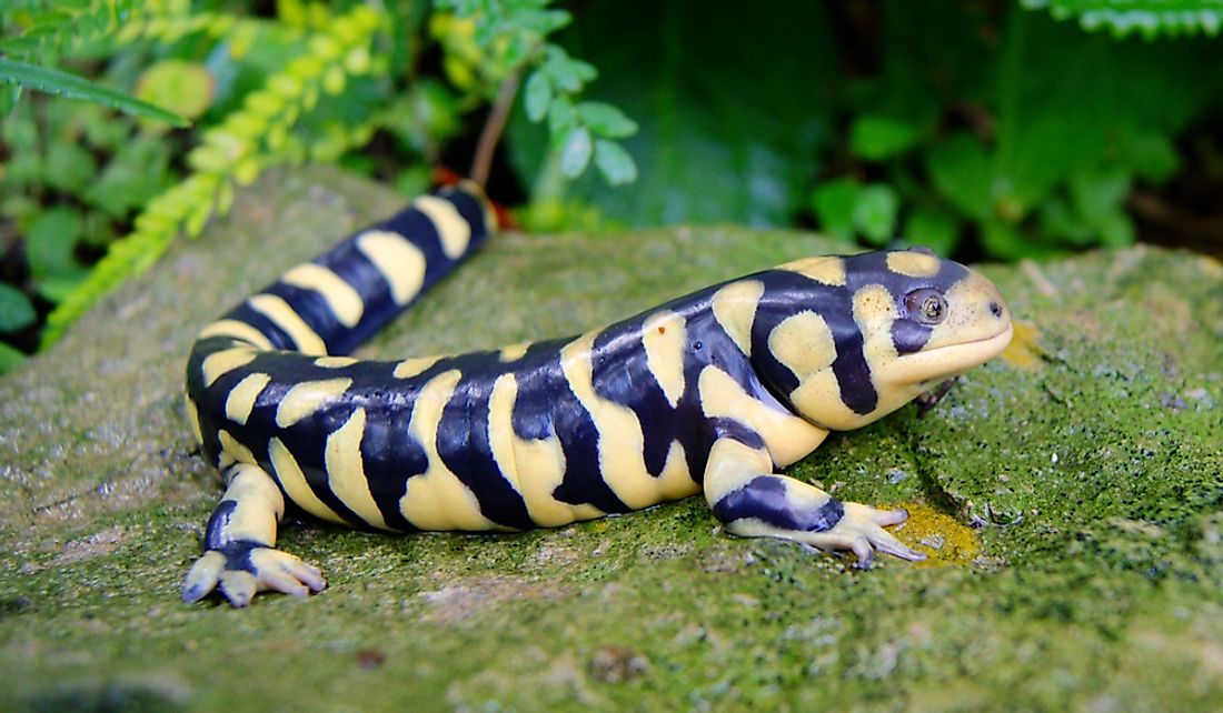 The western tiger salamander inhabits all sixty-four of Colorado's state counties.